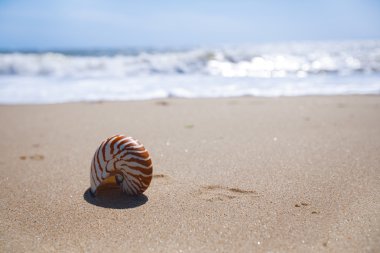 Nautilus kabuk kum plaj ve deniz dalgaları üzerinde