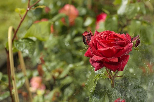 Ogród rose herbaty z wody spadnie — Zdjęcie stockowe