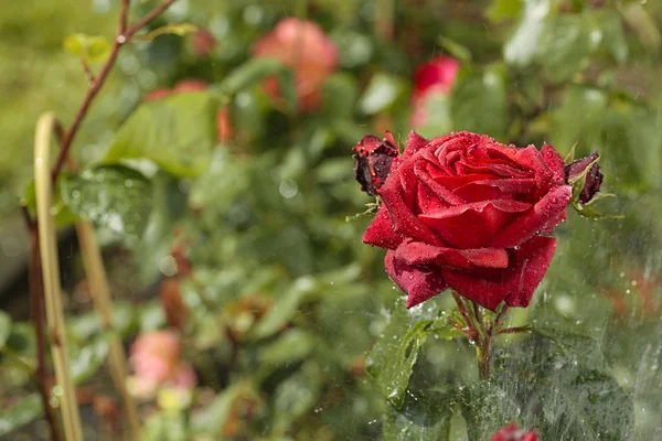 Chá de jardim aumentou com gotas de água — Fotografia de Stock