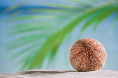 Deniz kestanesi - beyaz kum plaj üzerinde