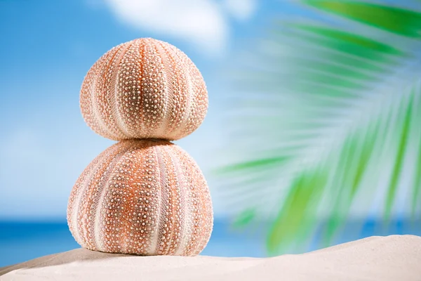 Sea urchins  on white sand beach — Stock Photo, Image