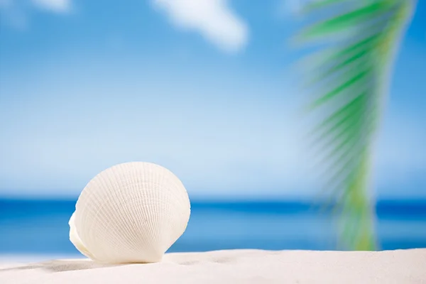 Shell on white Florida beach — Stock Photo, Image