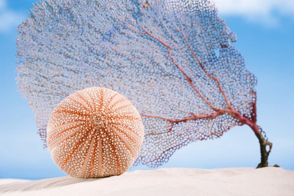 Cocco con oceano, spiaggia — Foto Stock