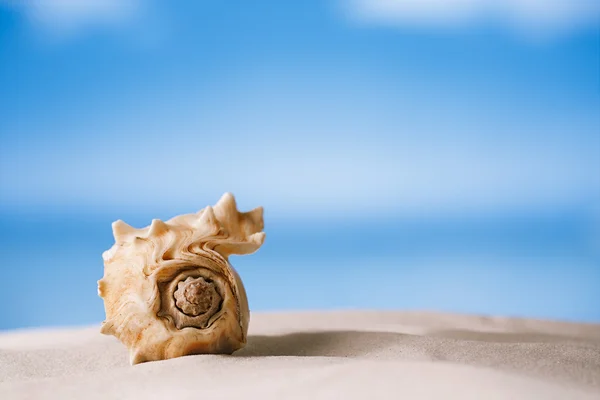 Guscio tropicale sulla spiaggia bianca — Foto Stock