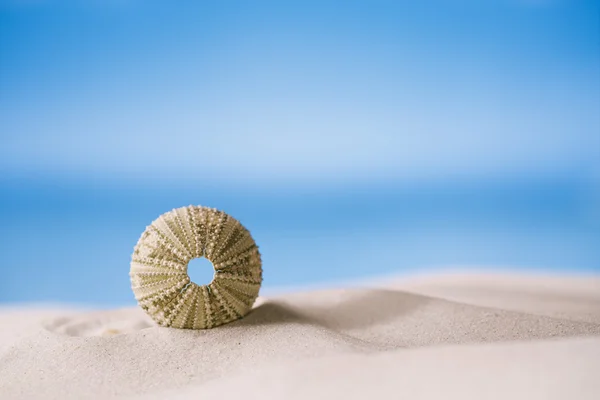 Морской еж на пляже с белым песком — стоковое фото