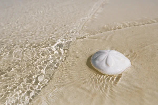 Dollaro di sabbia bianca su una spiaggia — Foto Stock