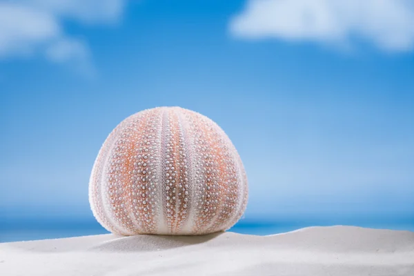 Ouriço do mar na praia de areia branca — Fotografia de Stock