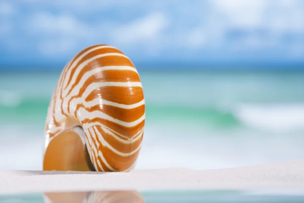 Conchiglia nautilus sulla spiaggia di sabbia bianca — Foto Stock