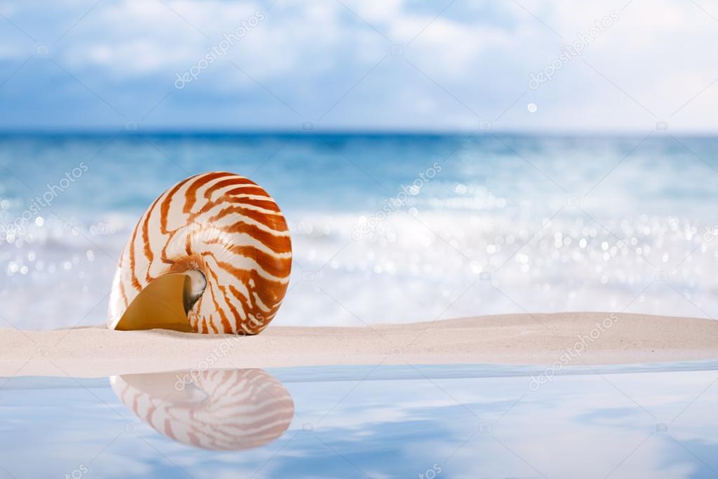 nautilus shell on white sandy beach