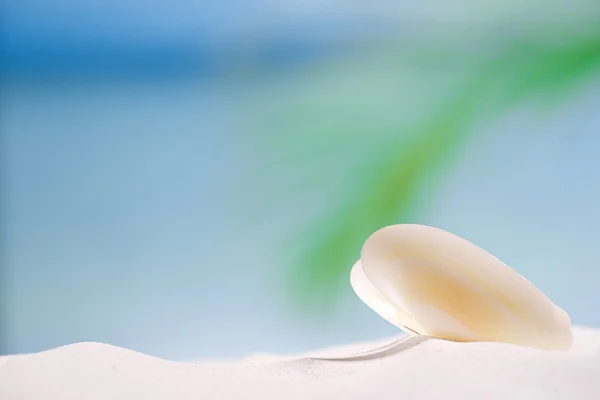 Біла морська мушля на пляжному піску — стокове фото