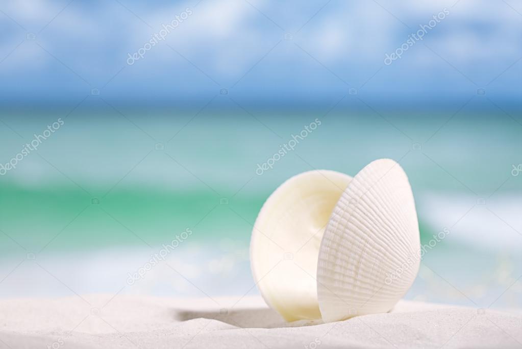 white sea shell  on  beach