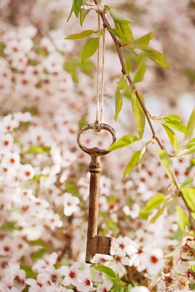 Little retro key — Stock Photo, Image