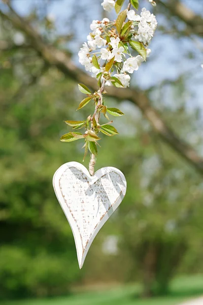 Holzherz im Frühling mit Blüte — Stockfoto