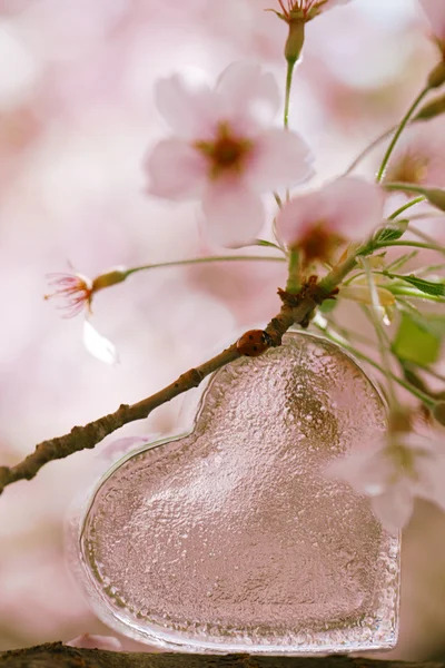 Glass clear heart in Spring with blossom — Stock Photo, Image