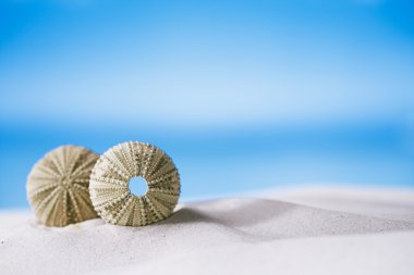 sea urchins  on white sand beach clipart
