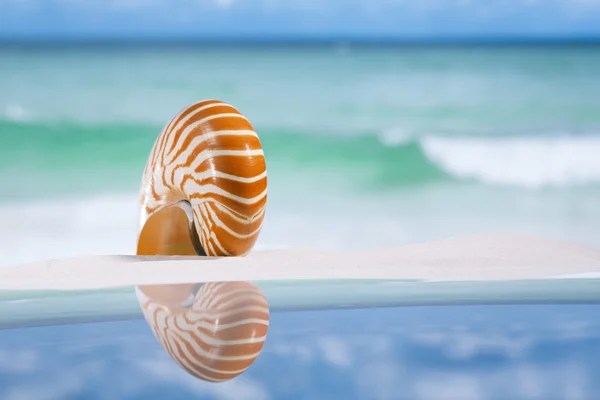 鹦鹉螺的壳上白 — 图库照片