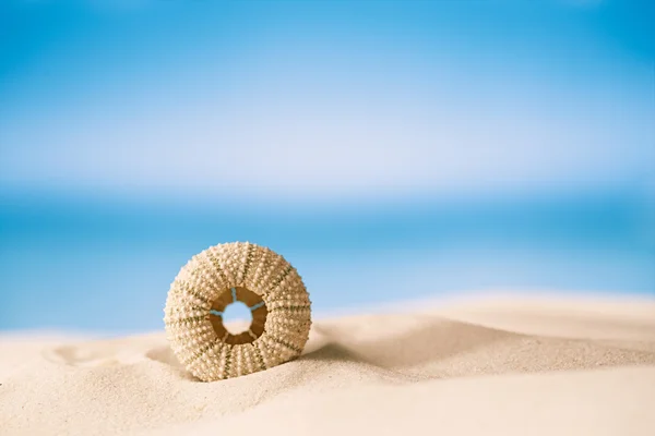 Ouriço do mar na praia de areia branca — Fotografia de Stock