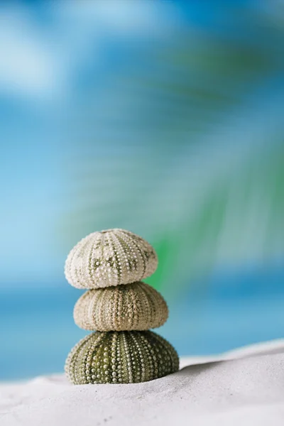 Sea urchins  on white sand beach — Stock Photo, Image