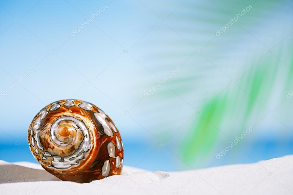 tropical sea  shell