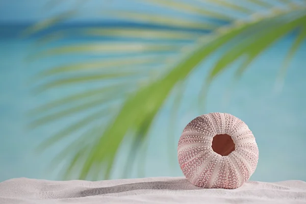 Sea urchin  on white sand beach — Stock Photo, Image