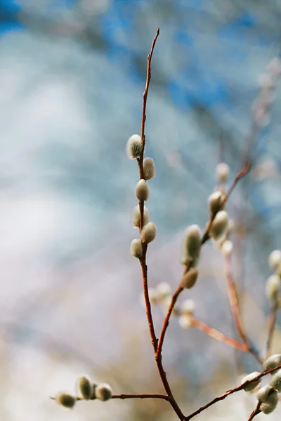 Pussy willow větve — Stock fotografie