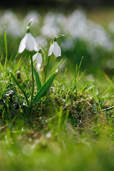 Flor brillante de la gota de nieve — Foto de Stock