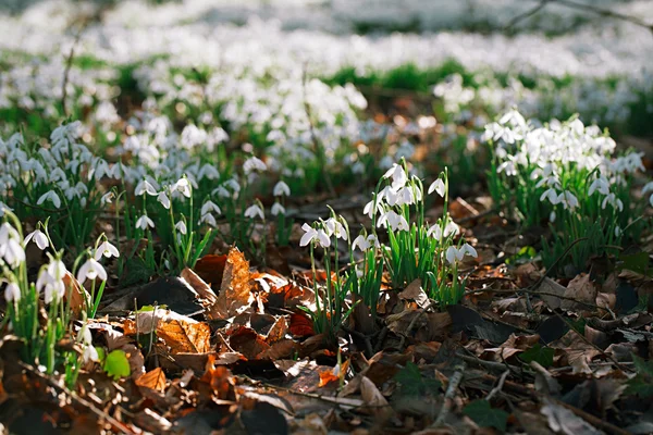 Snowdrop flowers  in  winter  forest — Stock Photo, Image