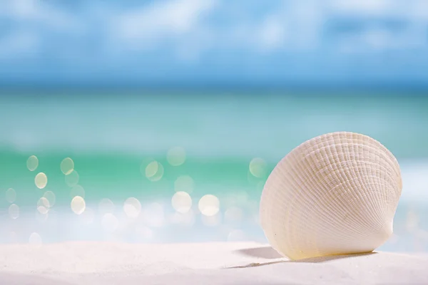 Witte zee schelp op het strand — Stockfoto
