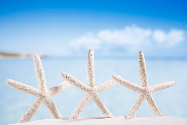 Tres estrellas de mar en la playa de arena blanca — Foto de Stock