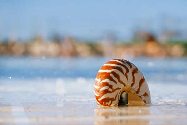 Sea shell nautilus on swimming pool — Stock Photo, Image