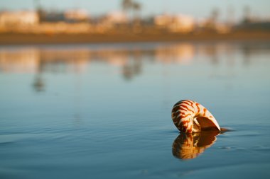Agadir sahilde deniz kabuğu nautilus