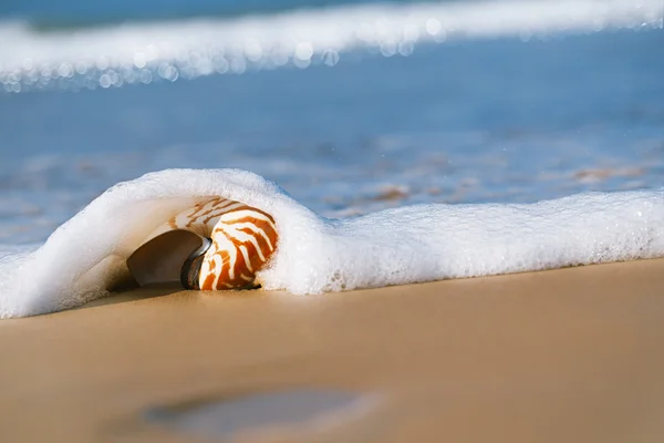 Seashell under sea wave — Stockfoto