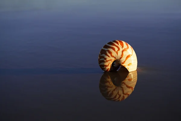 Concha nautilus na praia do mar — Fotografia de Stock