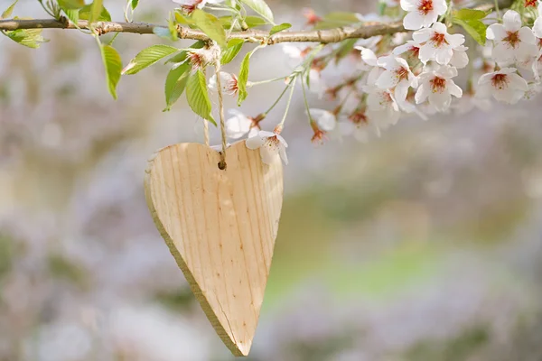 Coeur en bois au printemps avec fleur — Photo
