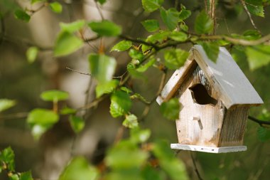 Bahar küçük kuş yuvası