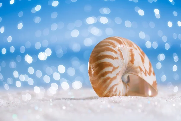 Guscio nautilus su bianco — Foto Stock