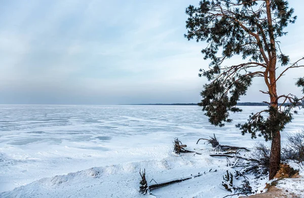 Захід Сонця Над Замерзлим Узбережжям Деревом Передньому Плані — стокове фото