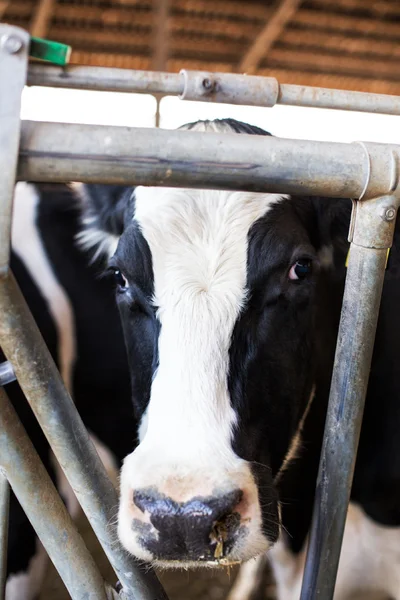 Koemelk hoofd close-up — Stockfoto