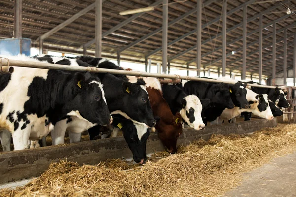 Een heleboel koeien op de boerderij — Stockfoto