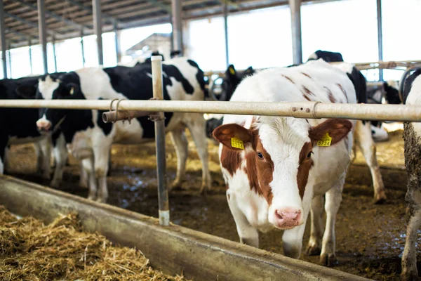 Een heleboel koeien op de boerderij — Stockfoto