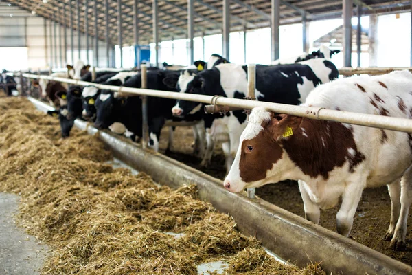 Een heleboel koeien op de boerderij — Stockfoto