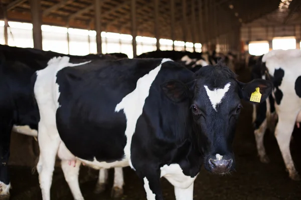 Prachtige koe op de boerderij. — Stockfoto