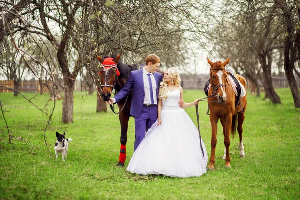 Svatební nevěsta a ženich chodit s koňmi v jarní zahradě — Stock fotografie