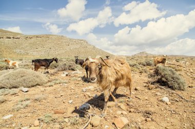 dağ keçisi Dağları arka plan üzerinde duran ve wi gökyüzü