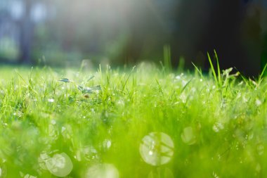 çiğ ve ışık parlama çok yeşil çim