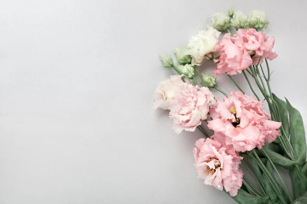 Vita Och Rosa Eustoma Blommor Flatlay Grå Bakgrund Minimalistiska Färger — Stockfoto