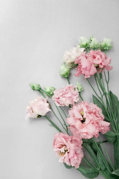 Vita Och Rosa Eustoma Blommor Flatlay Grå Bakgrund Minimalistiska Färger — Stockfoto