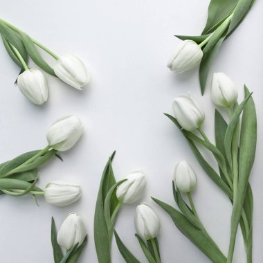 Beyaz arka planda beyaz laleler, düz yatak