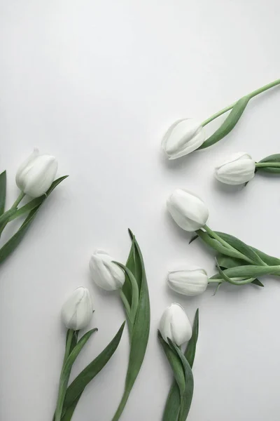 Tulipes blanches sur fond blanc, flatlay — Photo