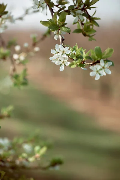 Cerejeira floresce na luz da manhã, luz natural tiro ao ar livre — Fotografia de Stock